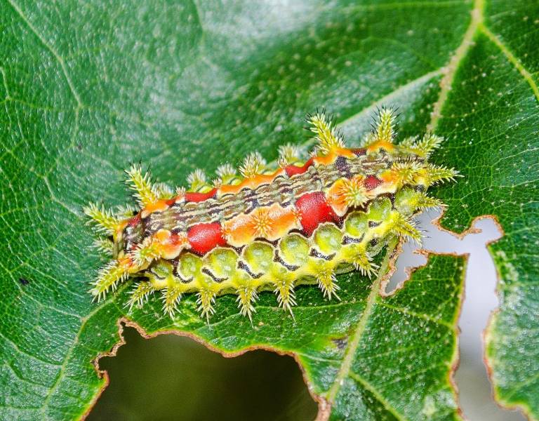 Types of Caterpillars - The Spinny Oak Slug Caterpillar