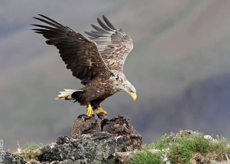 types of eagles The White Tailed Eagle