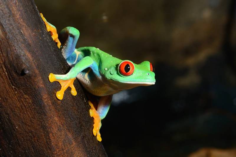 Tree Frog Weird Pet