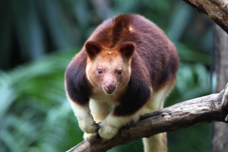 Rainforest Animals-Tree-kangaroo