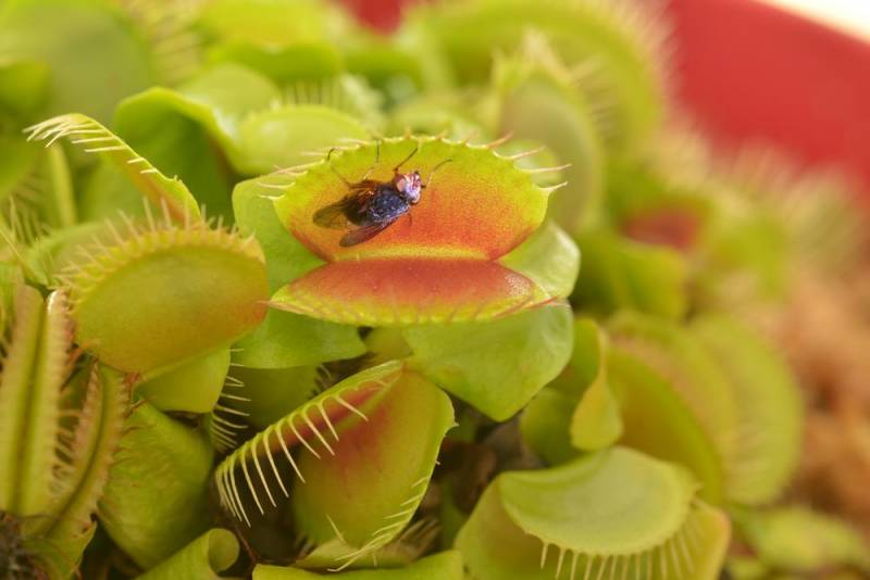 carnivorous plants - Venus Flytrap