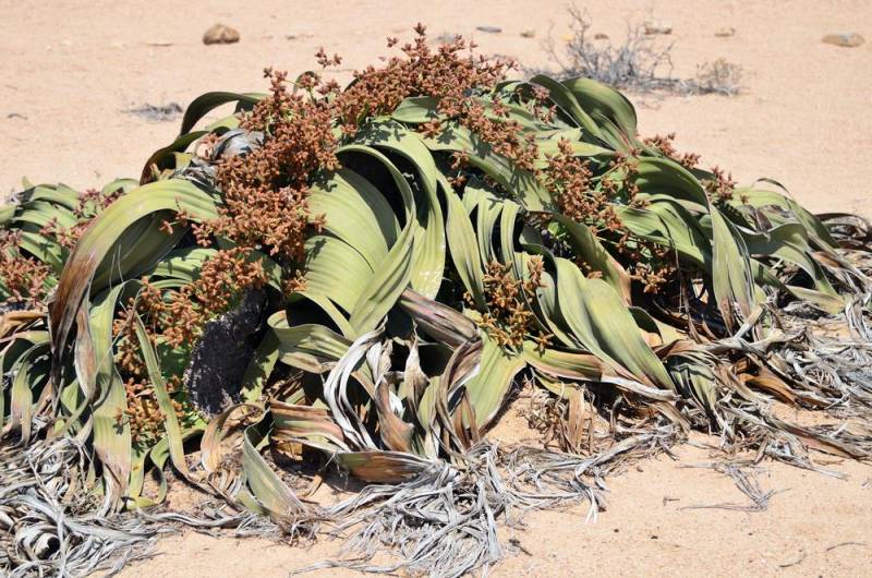 rare plants - Welwitschia Mirabilis 