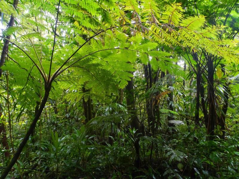 Types of Ferns - West Indian Tree-fern