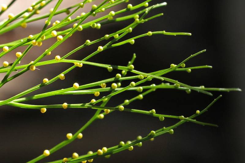 Types of Ferns - Whisk Fern