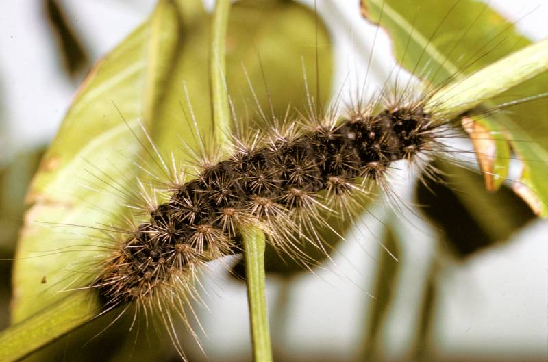 Types of Caterpillars - White Cedar Moth