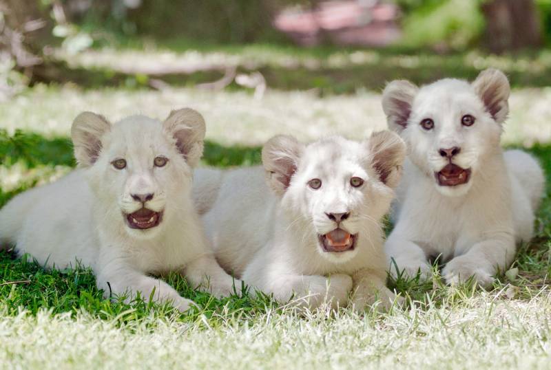 White Lion Club