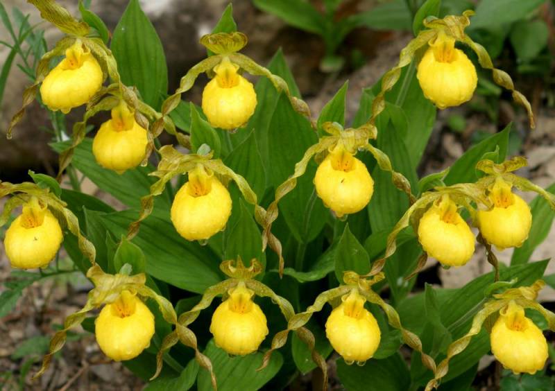 rare plants - Yellow Lady Slipper