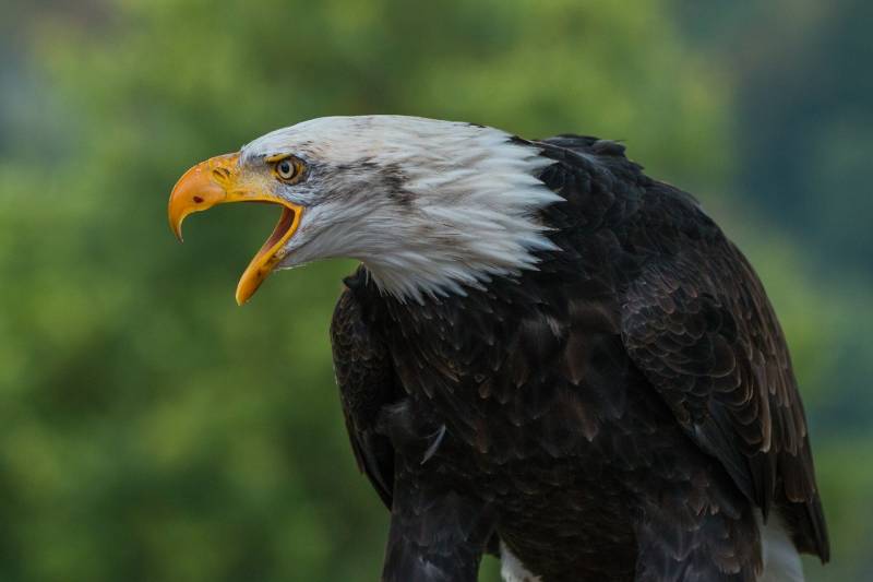 types of eagles Bald Eagle