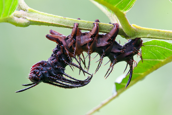 Types of Caterpillars - darth vader caterpillar