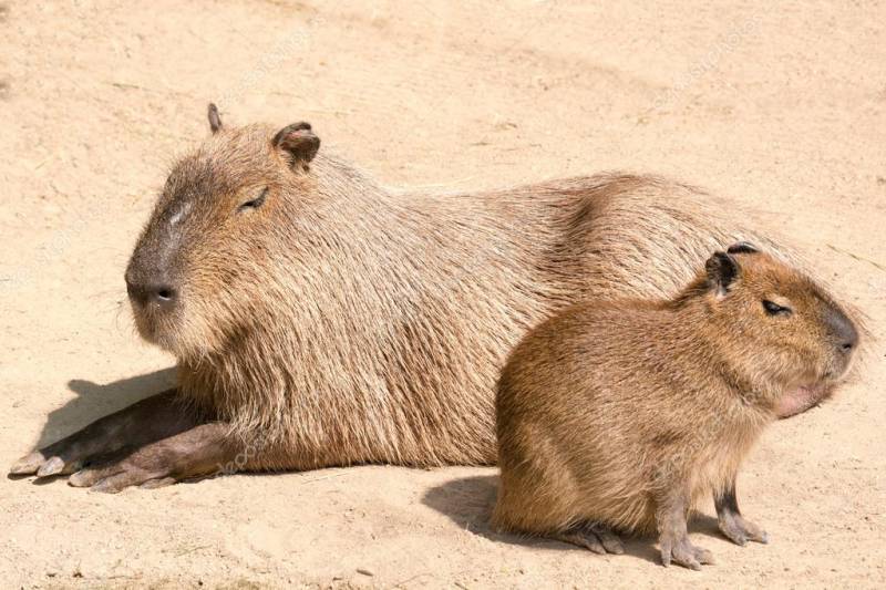  Rainforest Animals-Capybara