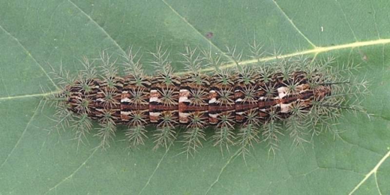 Types of Caterpillars - Giant Silkworm