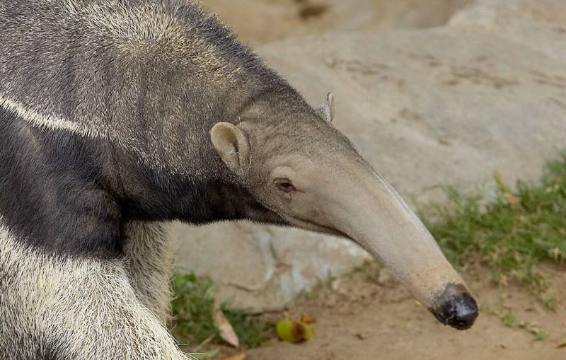Rainforest Animals-Giant Anteater