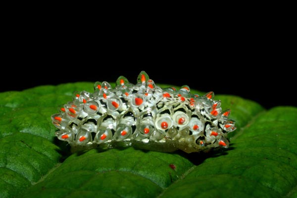Types of Caterpillars - glass jewel caterpillar
