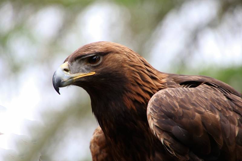 types of eagles Golden Eagle