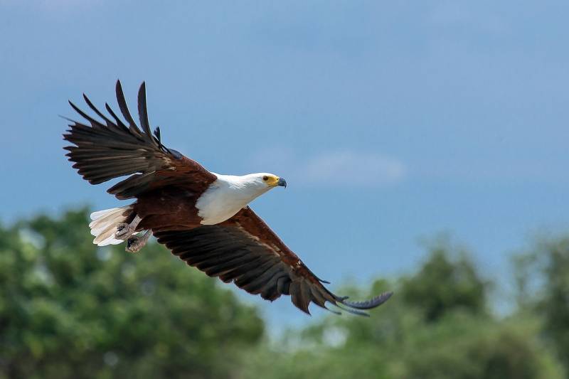 types of eagles African Fish Eagle
