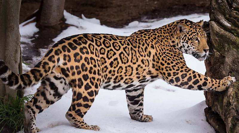 Rainforest Animal-Jaguar Rainforest Animal-Jaguar