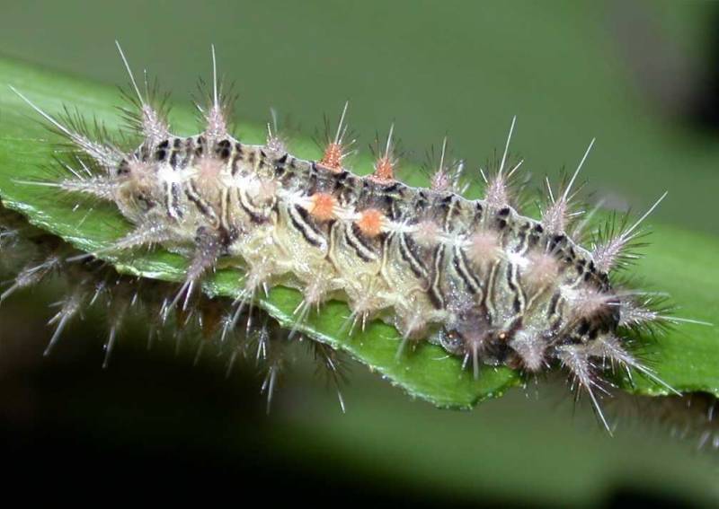 Types of Caterpillars - Nettle Caterpillar