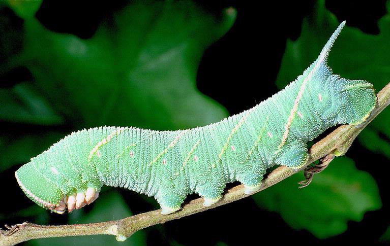 Types of Caterpillars - oak hawk moth