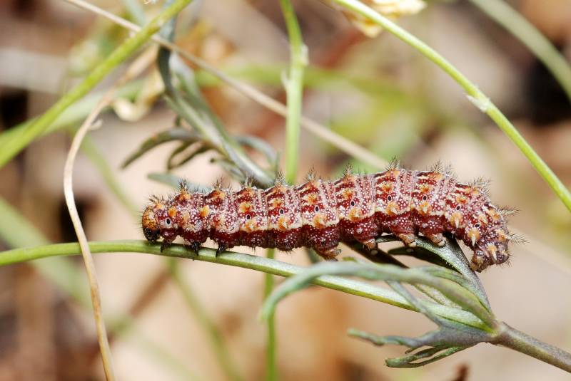 Types of Caterpillars - queen of spain fritillary caterpillar