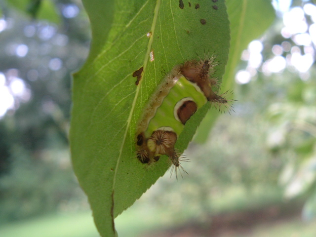 Types of Caterpillars - saddleback caterpillar