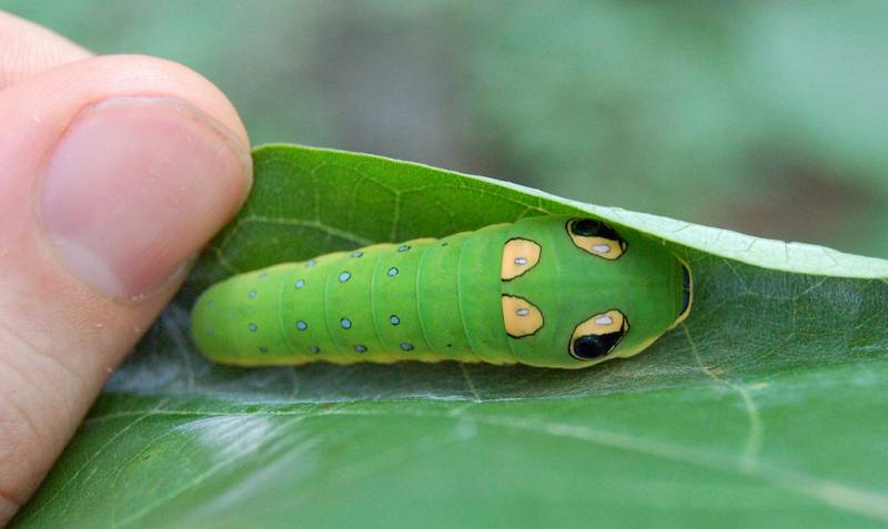 Types of Caterpillars - spicebush swallowtail