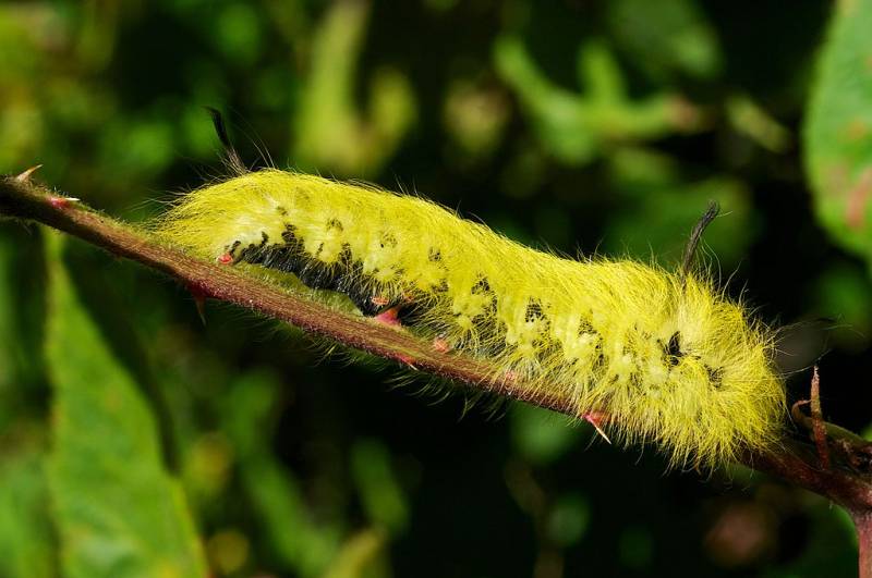Types of Caterpillars - spotted apatelodes