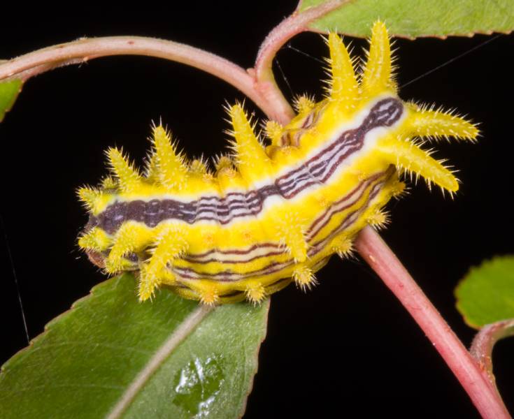 Types of Caterpillars - Stinging Rose Caterpillar