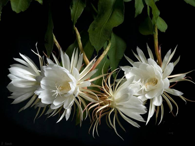 flowers that grow in the dark - Dutchman's Pipe Cactus