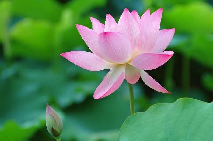 flowers that grow in the dark - Lotus