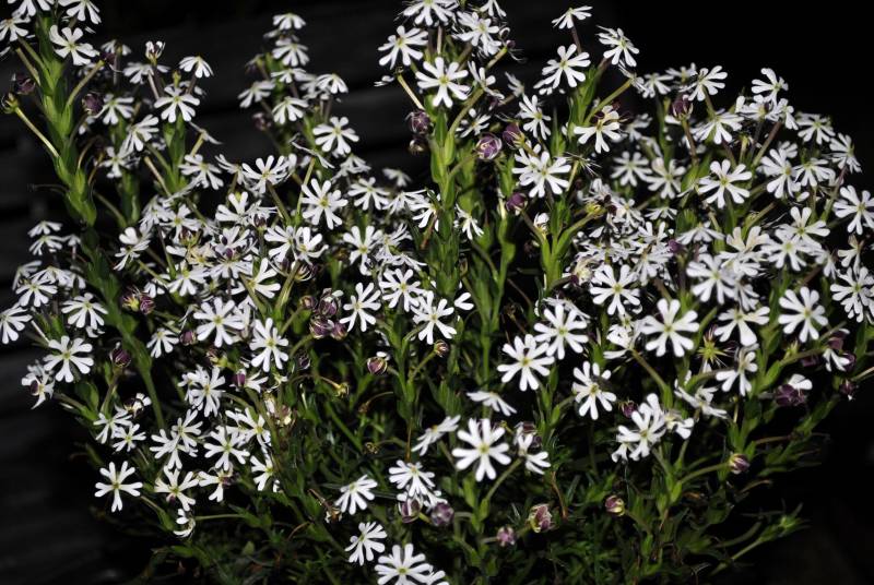flowers that grow in the dark - Night Phlox