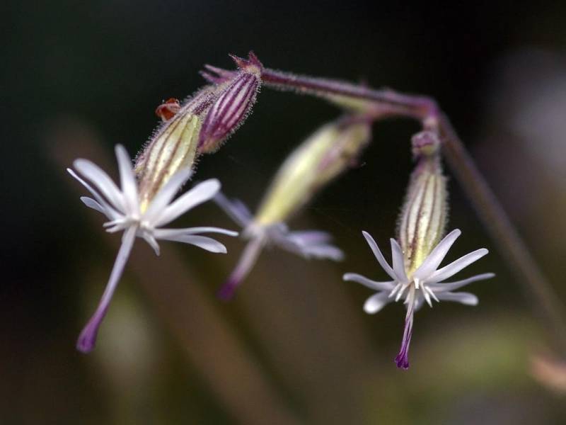 flowers that grow in the dark - Nottingham Catchfly