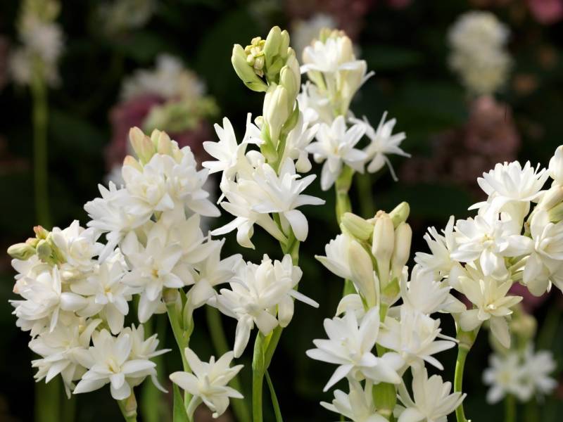 flowers that grow in the dark - Polianthes tuberose