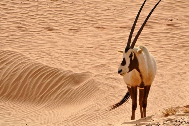 Schimitar-Horned Oryx