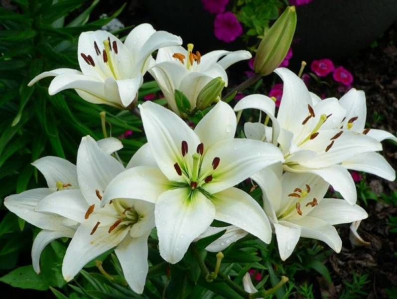 flowers that grow in the dark - The Casablanca Lily