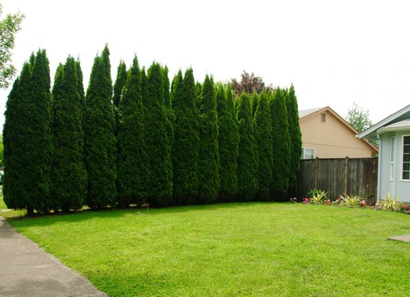 small trees - The Nigran Arborvitae - images : yourhomesecuritywatch.com