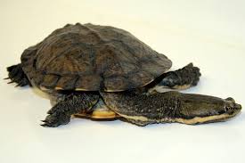 www.turtlesandtortoises.com