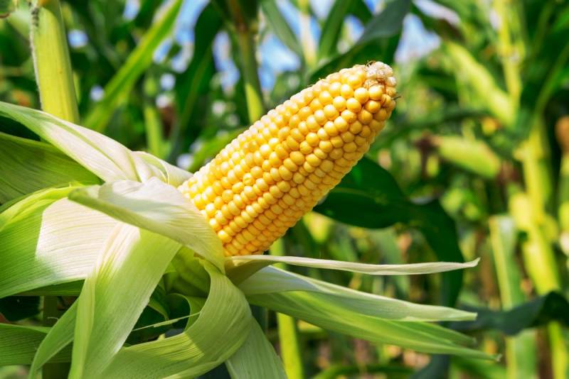 Corn - Rich Fiber Food