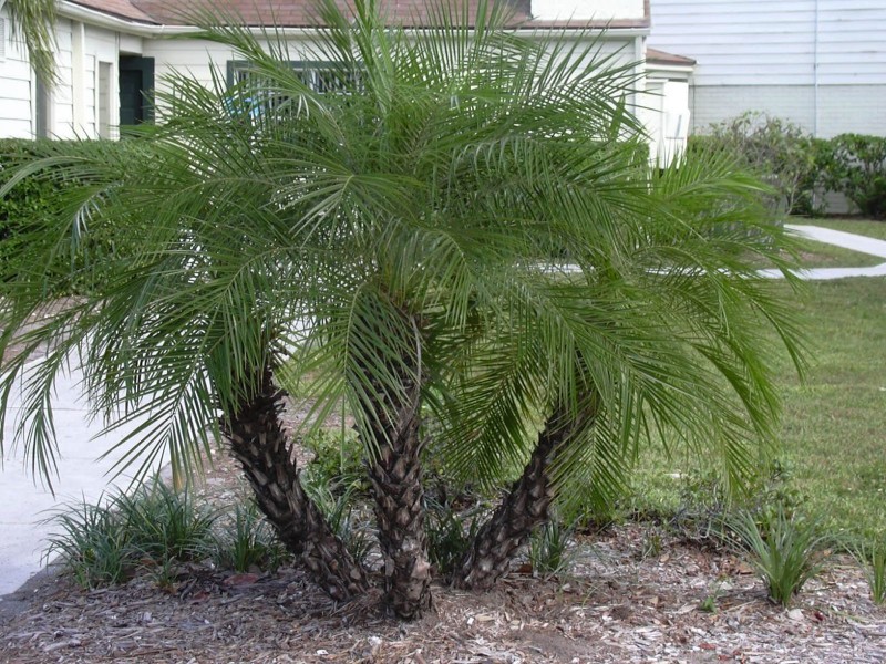 ornamental plants - Dwarf date palm - images : jagtapnursery.com