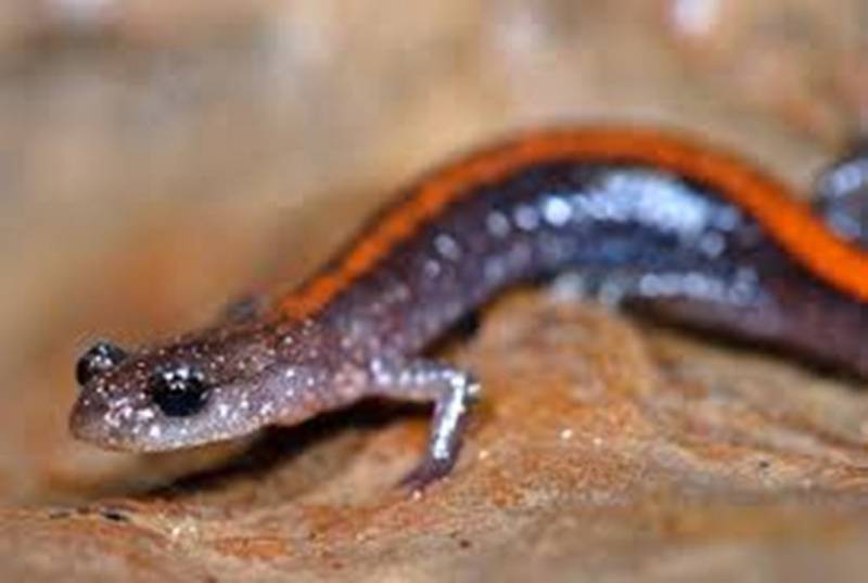 E.T Salamander