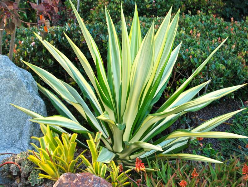 ornamental plants - Furcracea 