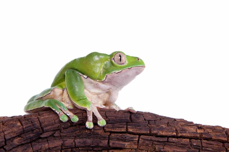Giant Leaf Frog
