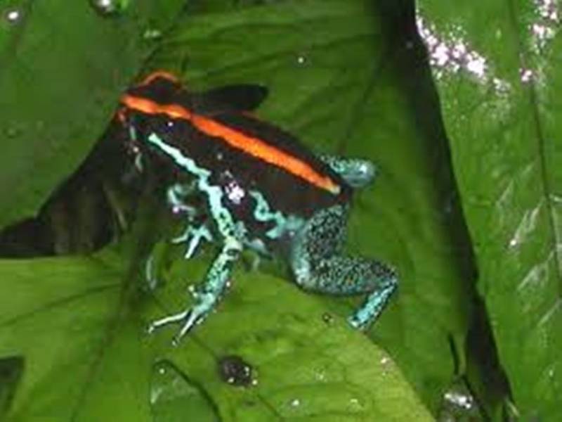 Golfodulcean Poison Frog