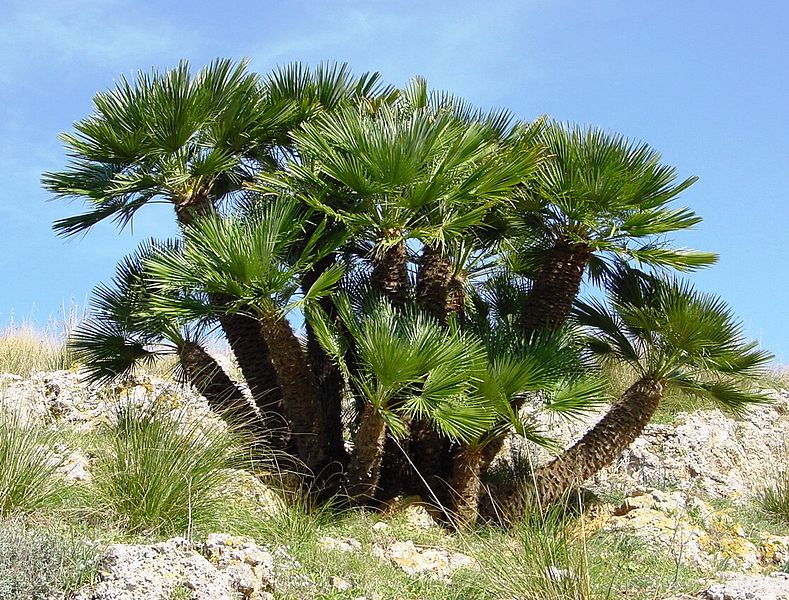 ornamental plants - Manila Palm - images : sr.wikipedia.org