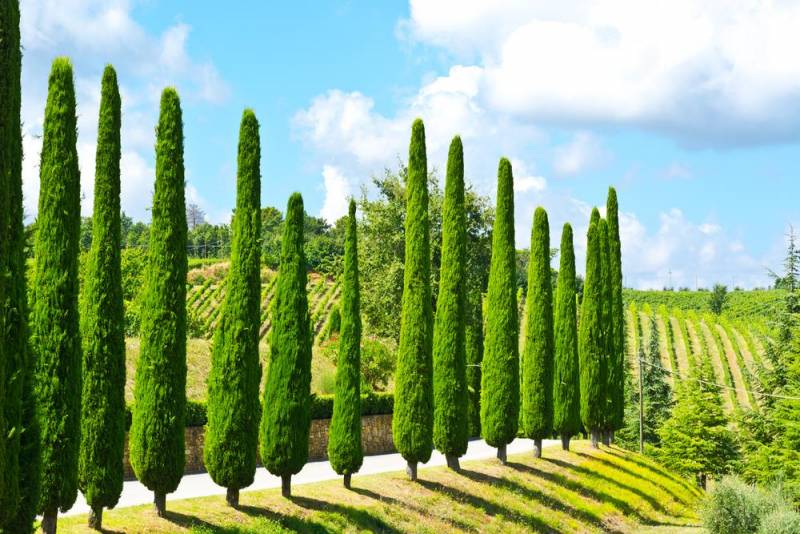 ornamental plants - Mediterranean Cypress