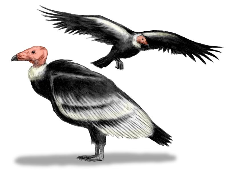Merriam's Teratorn - Prehistoric Predator Bird