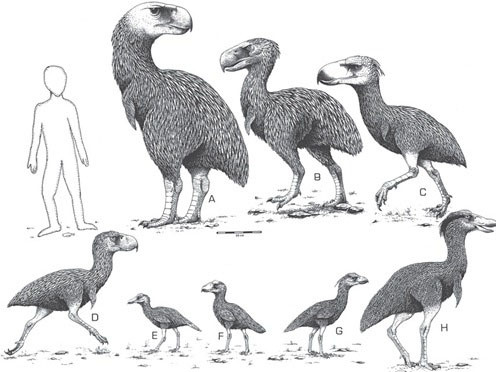 Paraphysornis - Prehistoric Predator Bird