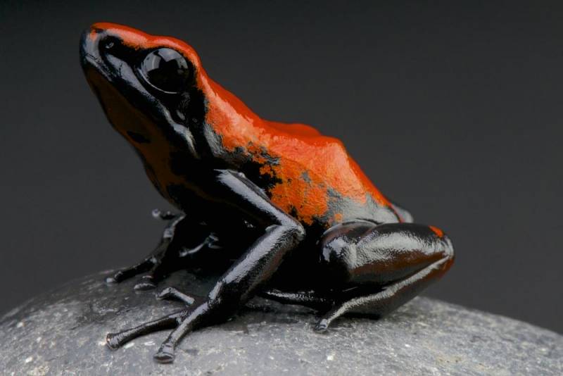 Red-backed Poison Frog