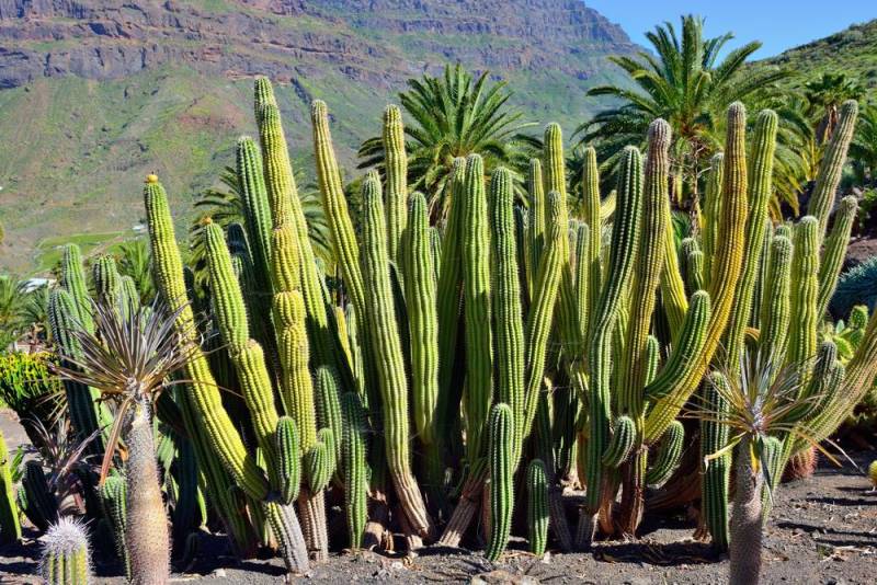 ornamental plants - Stem Cactus