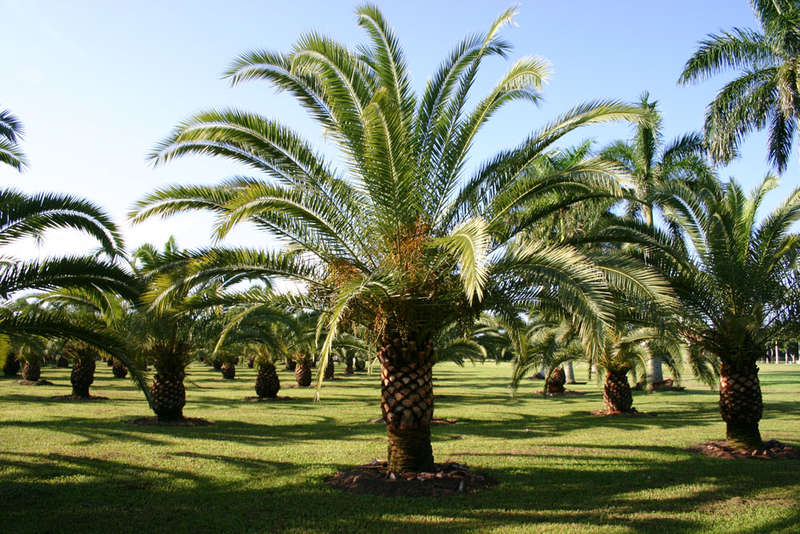 ornamental plants - Triangular Palm - images : buchel.com.br