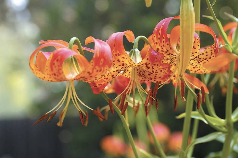 hybrid plants-Hybrid Lilies